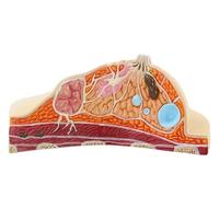 Female Breast Anatomical Model, Human Breast Structure Model, Educational Tool for Anatomy and Pathology Studies