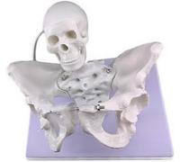 Female Childbirth Midwifery Model, with Fetal Skull, Human Pelvis Anatomical Model,female pelvic model for Childbirth Education Tools