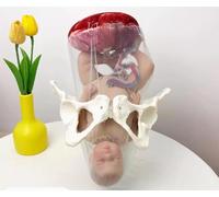 Female Childbirth Model, Birth Midwifery Training Model Simulator with Doll/with Umbilical Cord/Amnion, Placenta, Separable Baby Pelvis Doll for Manikin Medical Gynecology Teaching.