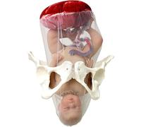 Female Childbirth Model, Midwifery Training Model Dynamic Childbirth Simulation Tool, Anatomical Pelvis Model with Separable Baby and Pelvis Umbilical Cord for Gynecology Teaching