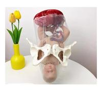 Female Childbirth Model, Midwifery Training Model Dynamic Childbirth Simulation Tool with Separable Baby and Pelvis with Doll/with Umbilical Cord/Amnion with Placenta