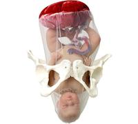 Female Childbirth Model Midwifery Training Model with Separable Baby and Pelvis with Doll/with Umbilical Cord/Amnion with Placenta for Gynecology Teaching