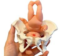Female Childbirth Model, Movable Pelvis Model for Obstetrics Education, Midwifery Teaching Tools, Childbirth Demonstration Anatomy Model for Learning