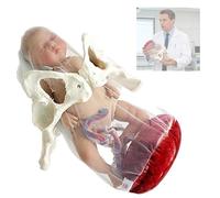 Female Childbirth Model-Pvc Pelvic Models Labor Simulator For Women For Obstetrics And Training In The Female Pelvis