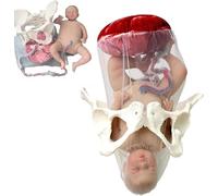 Female Childbirth Model Simulator,Female Childbirth Model Midwifery Training Model Includes Models Of Baby Amnion Umbilical Cord Pelvis Placenta Set