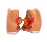 Female Contraceptive Guidance Model Gynecological Genital Cervical Uterus Vagina Ovary Gynecological Examination and Reproductive Display Teaching