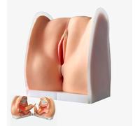 Female Contraceptive Guidance Model,IUD Training Model Gynecological Manikin Model for Understanding Structure and Function of Female Reproductive System