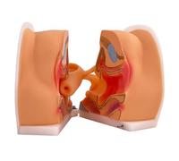 Female Genital Anatomy Model - Educational Gynecological Examination Aid for Teaching and Science Study
