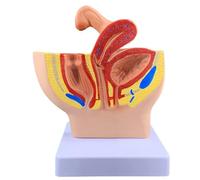 Female Genital Anatomy Model, Male Pelvis Sagittal Model, Prostate & Female Section Human Body Model for Medical Students & Professionals - Educational Tool