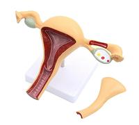 Female Genital Anatomy Model Uterus Ovary Genitourinary Medical Genital Organ Teaching Resources