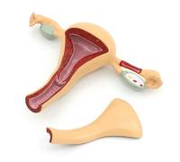 Female Genital Anatomy Model Uterus Ovary Genitourinary Medical Teaching Model