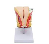 Female Genital Model, Life Size 4 Parts Human Organ Model, Human Anatomy Model for Study Display Teaching Model Teaching Aids
