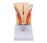 Female Genitalia Anatomy Model Life Size Female Reproductive System Human Anatomy Model for Reproductive Educational Training The Genitourinary System
