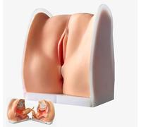 Female Gynecological Manikin Model, Human Model Iud Training Model with Accurate Anatomy Structure for Understanding the Structure and Function of the Female Reproductive System