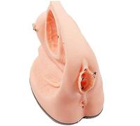 Female Internal and External Catheterization Reproductive System Anatomy Model, Medical Practice Traning Model Nursing Training