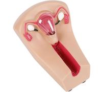 Female Intrauterine Contraception and Training Model - IUD Simulator Medical Practice Traning Model for Nursing Students Obstetrics and Gynecology Training Mold