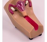 Female Intrauterine Contraception Training Model - IUD Simulator for Nursing Students in Obstetrics and Gynecology Practice