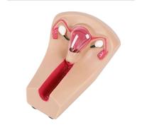 Female Intrauterine Contraceptive Device Simulator Trainer, Medical Teaching Obstetrics Training Model