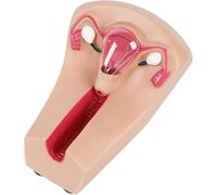 Female Intrauterine Device Training Model PVC Transparent Uterus Ovary Model Training Guide Mold-Intrauterine Device Insertion and Removal for Doctor's Office and Classrooms Learning Resources