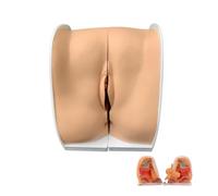 Female IUD Training Model - Vaginal Speculum and Female Genitalia Anatomy Model for Contraceptive Device Guidance