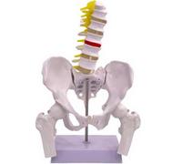Female Lumbar Spine Bone Model - Human Lumbar Spine Anatomy Model, with 5 Lumbar Spines, Pelvis, Removable Femur Head for Science Education, Teaching