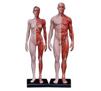 Female & Male Anatomy Figure - Human Anatomy Figure Model - Human Anatomical Muscle Bone Model PU Mterial - for Medical Artist Drawing Study(2PC),A