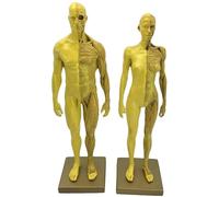 Female Male Anatomy Figure Human Body Anatomy Figure Human Body Musculoskeletal Anatomical Model for School Study Teaching Demonstration 30Cm (11.8 Inch)