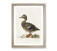 Female Mallard Duck By Von Wright Vintage Framed Wall Art Print, Ready to Hang Picture for Living Room Bedroom Home Office Décor, Oak A2 (64 x 46 cm)