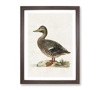 Female Mallard Duck By Von Wright Vintage Framed Wall Art Print, Ready to Hang Picture for Living Room Bedroom Home Office Décor, Walnut A3 (34 x 46 cm)