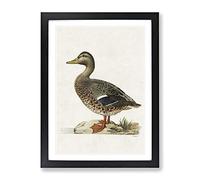 Female Mallard Duck By Von Wright Vintage Framed Wall Art Print, Ready to Hang Picture for Living Room Bedroom Home Office Décor, Black A2 (64 x 46 cm)