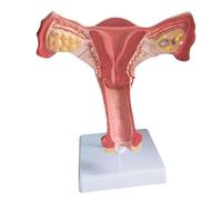 Female Pelvic Anatomy Model Classroom Teaching Tool Anatomical Female Genital and Ovary Model for Demonstrations Lecture Healthcare Professional Tool