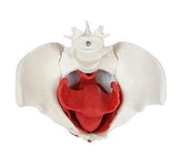 Female Pelvic Anatomy Model, Female Pelvic Floor Muscle, Anatomical Model Of The Uterus, Vagina, Bladder, Rectum, 6-Part With Removable Organs For Teaching