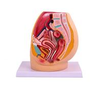 Female Pelvic Anatomy Model for Medical Teaching, Genitourinary System Study, Sagittal Cut Demonstration