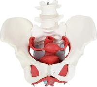 Female Pelvic Anatomy Model Medical Anatomy of Pelvic Floor Muscles and Reproductive Organs Removable Organs Include Uterus, Colon and Bladder.