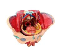 Female Pelvic Anatomy Model Removable 4 Parts Female Pelvic Model Genital Vascular Neuromuscular Uterus Human for Education Study Human Anatomy Teaching