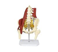 Female Pelvic Anatomy Model with Lumbar Spine for Study Lessons | Female Pelvic Anatomy Model with Lumbar Spine for Educational Use in Medical Training and Study Lessons