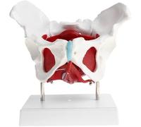 Female Pelvic Anatomy Model with Removable Organs and Muscles | Pelvic Anatomy Model with Removable Organs for Educational Use, Ideal for Medical Training and Anatomy Lessons