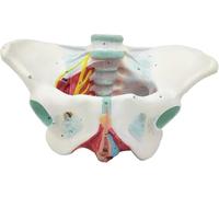 Female Pelvic Bone Model, Pelvic Floor Muscle model With Nerve, And Vascular Perineal Ligament, Digital Pelvic Bone Model Suitable for Teaching and Demonstration.