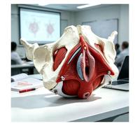 Female Pelvic Bowl Skeleton Model with Removable Organs