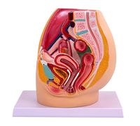 Female Pelvic Cavity Anatomy Model Anatomical Female Reproductive Organs Model for Obstetric Training and Demonstrations Realistic Pelvis Structure