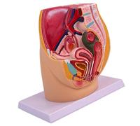 Female Pelvic Cavity Anatomy Model Anatomical Female Reproductive Organs Model for Obstetric Training and Demonstrations