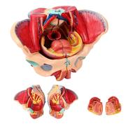 Female Pelvic Floor Model, Life-Size Female Pelvic Model, Human Anatomy Teaching Pelvis for Teaching and Learning Display, Teaching Physiology A
