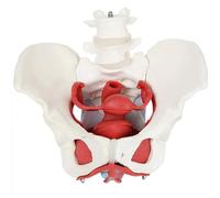 Female Pelvic Floor Muscle Anatomy Model - 6-Part Human Pelvis Model with Removable Uterus, Vagina, Ovaries, Bladder, Rectum - Medical Anatomical Model for Study & Display