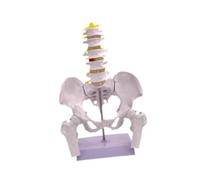 ＡＷＨＡＯ Female Pelvic Model for Scientific Learning, Visible Skeletal Structure, Teaching Device, Presentation Tool, Style B