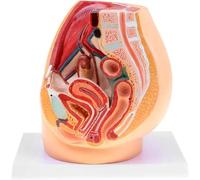 Female Pelvis Anatomical Model, Median Sagittal Section Gynecological Prostatitis with Ligaments, Vessels, Nerves, Pelvic Floor and Organs, for Medical Education Training Aid