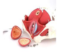 Female Pelvis Anatomical Model with Removable Organs - Ideal for Medical Teaching and Study