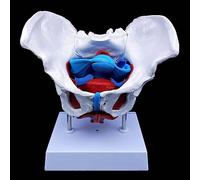 Female Pelvis Anatomy Model with Removable Reproductive Organs and Pelvic Floor Muscles for Education and Teaching Display