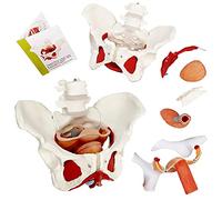 Female Pelvis and Perineum Model with Removable Organs, Female Pelvic Muscle Anatomical Model & Uterus Vagina Ovary, Bladder, Rectum Medical Anatomical 6-Parts for Teaching Learning, Display Tool