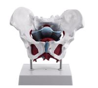 Female Pelvis and Reproductive Organs Model Bladder Pelvic Floor Muscle Rehabilitation Anatomical