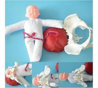 Female Pelvis Childbirth Model, Childbirth Demonstration Pelvis Model, Umbilical Cord/Placenta-Childbirth Simulator Female Pelvis and Baby Model for Gynecology Teaching.
